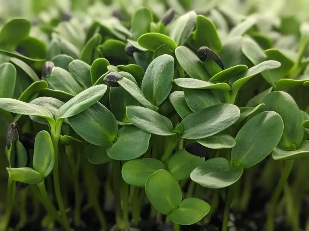 Sunflower Microgreens