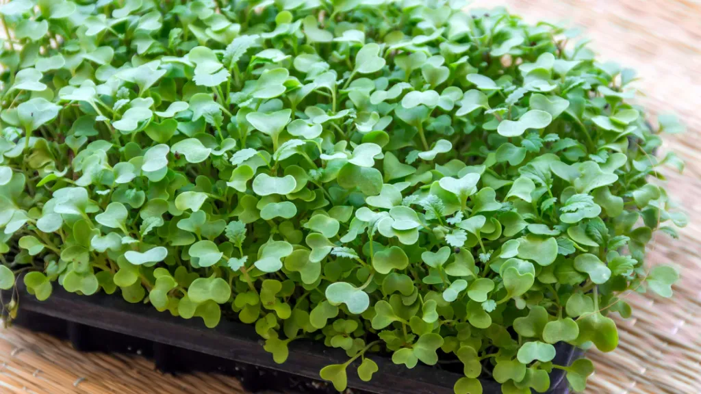 Mustard Microgreens
