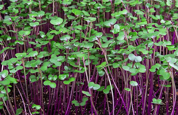 Cabbage Microgreens