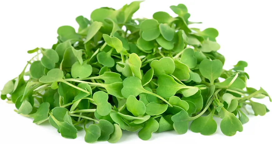 Arugula Microgreens