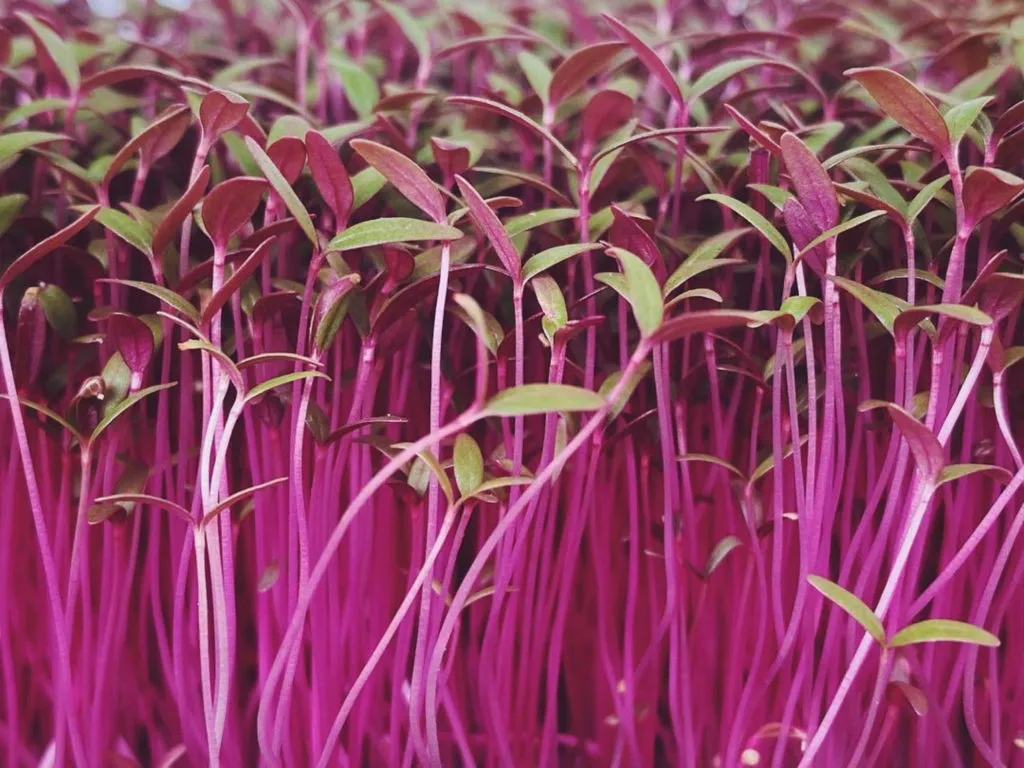 Amaranth Microgreens