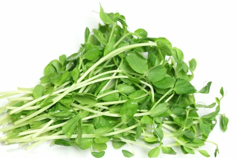 Pea Microgreens