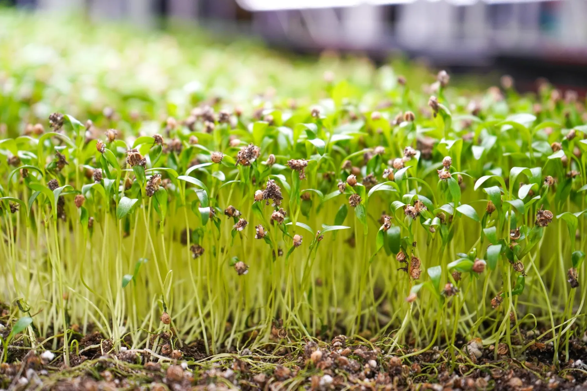 Cilantro Microgreens