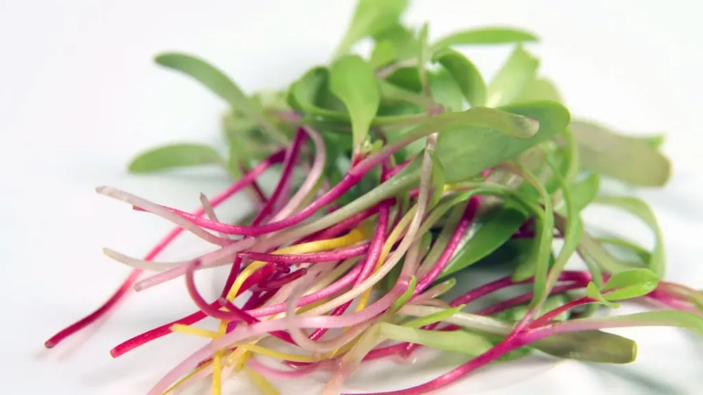 Swiss Chard Microgreens