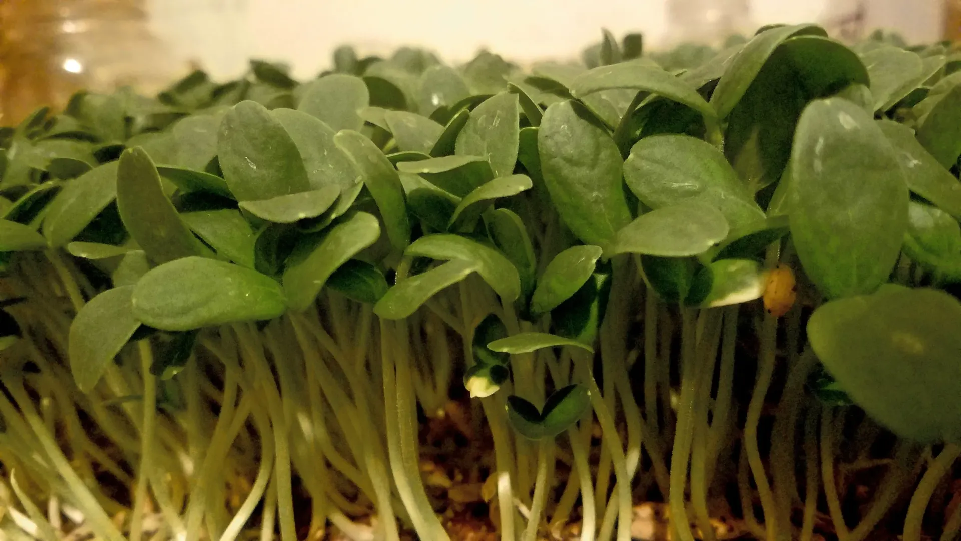 Cantaloupe Microgreens