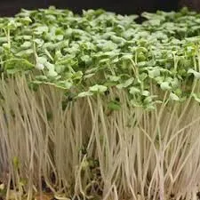 Rutabaga Microgreens
