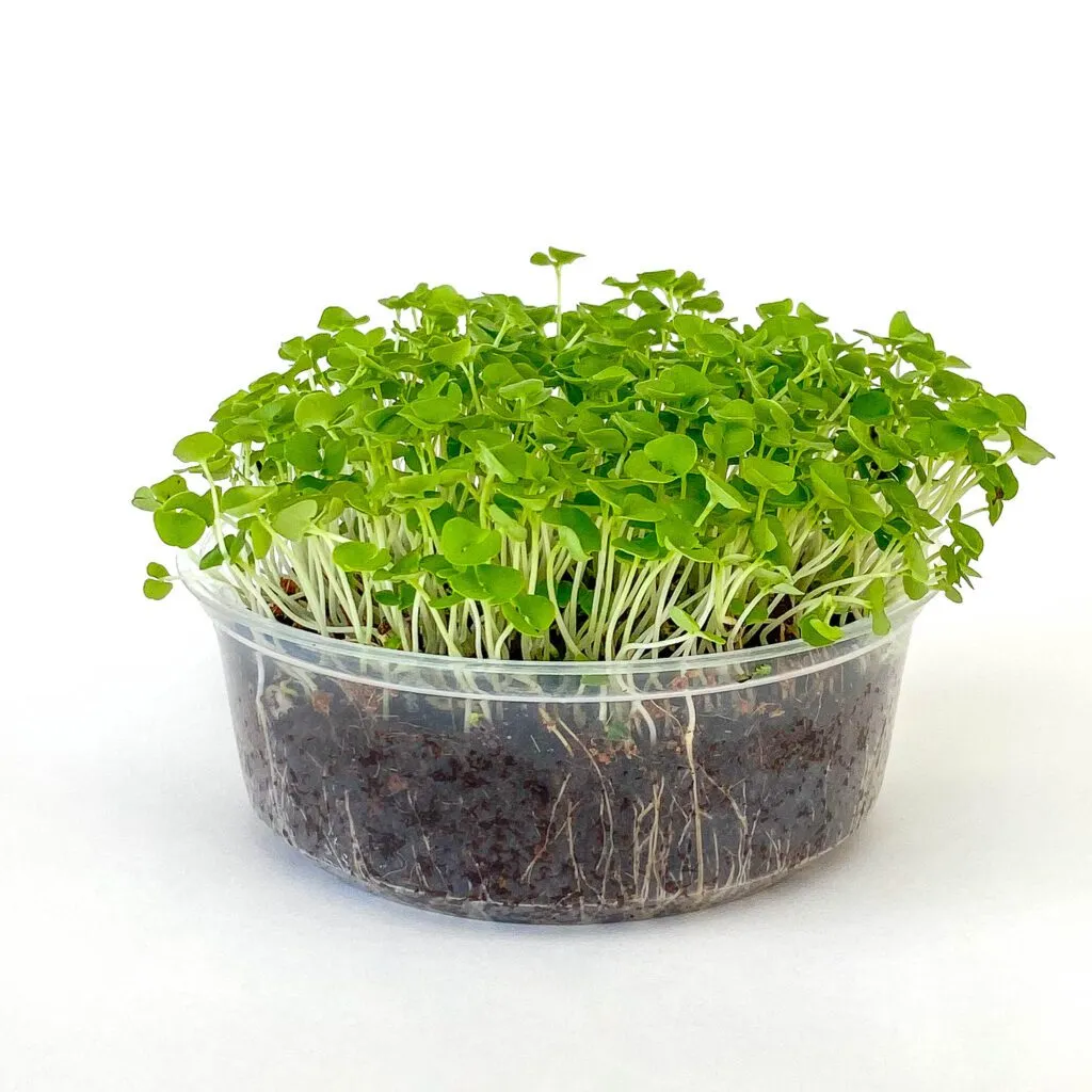 Basil Microgreens