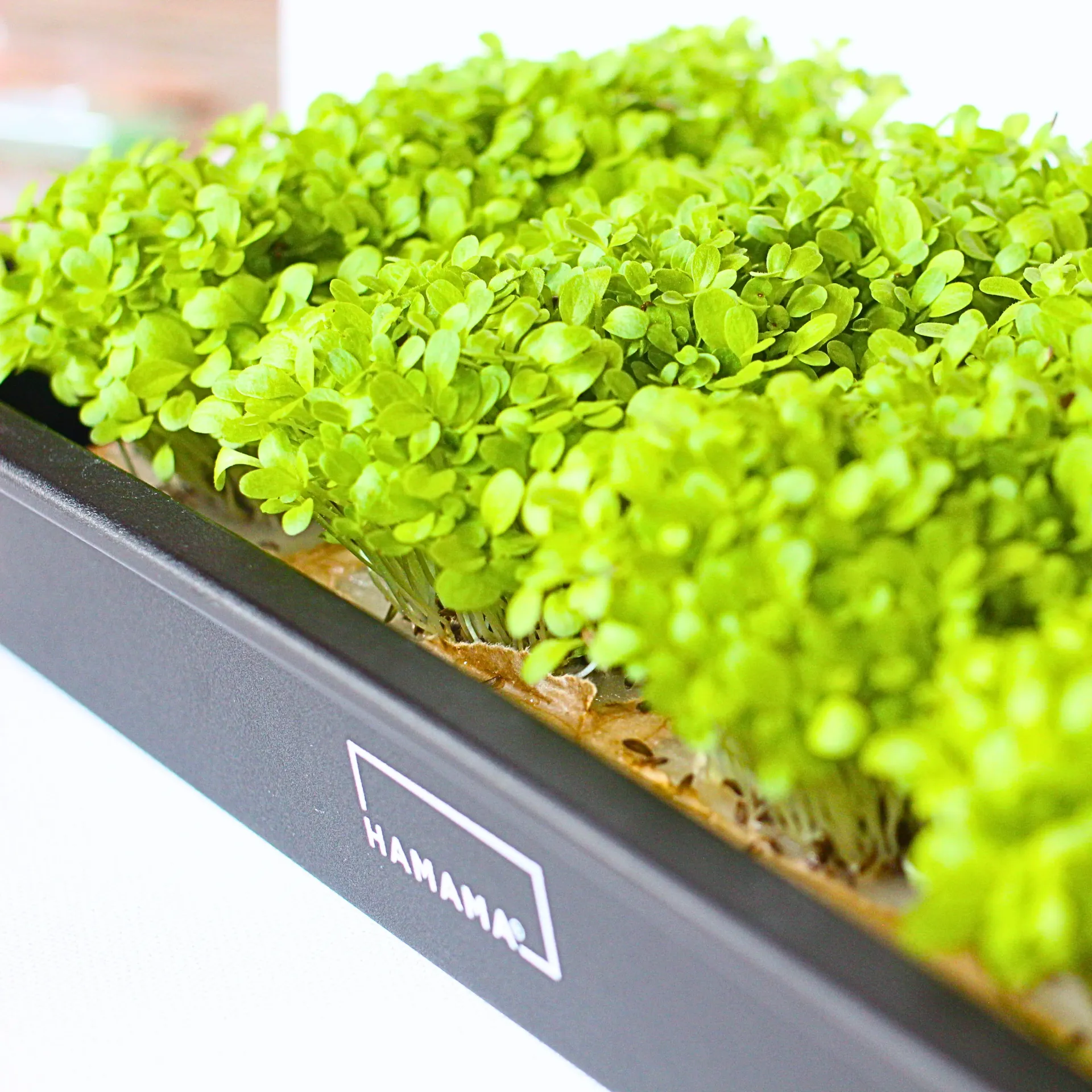 Romaine Lettuce Microgreens