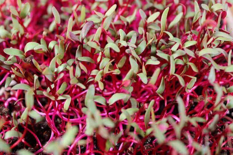 Beets Microgreens