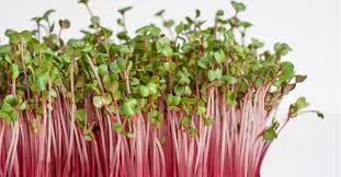 Radish Microgreens