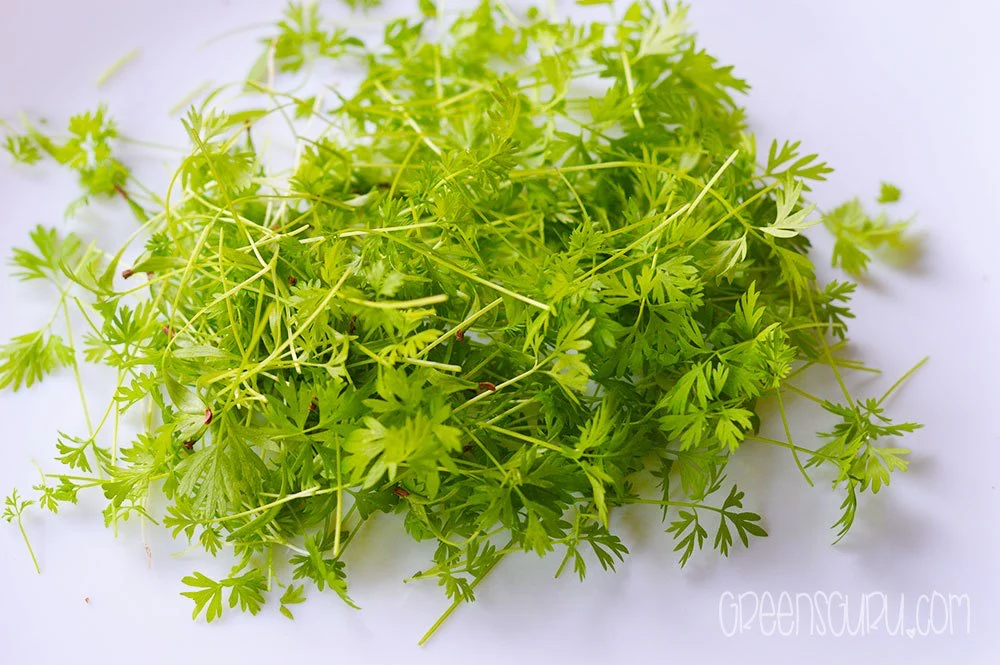 Carrot Microgreens