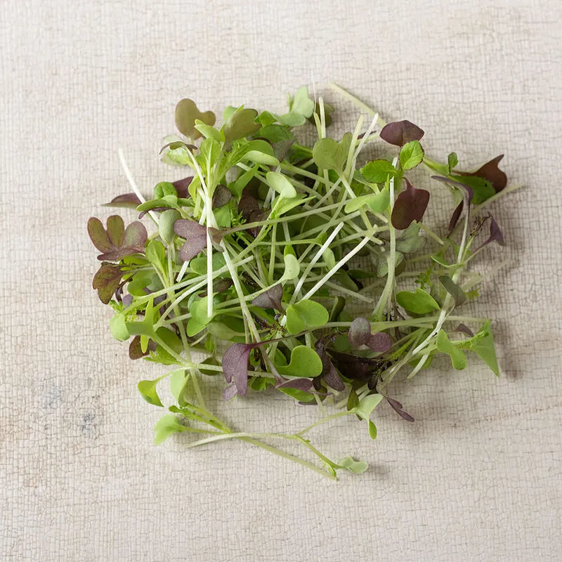 Spicy Salad Mix microgreens