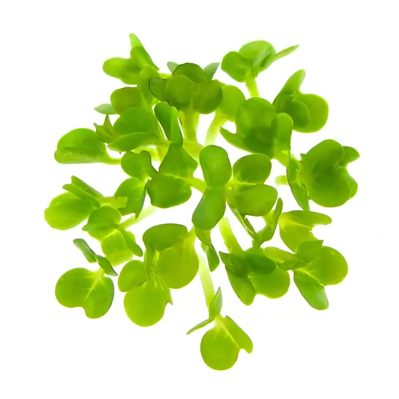 Canola Microgreens