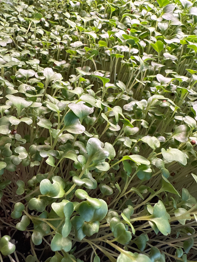 Broccoli Microgreens